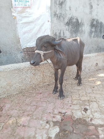 થંબનેલ 3