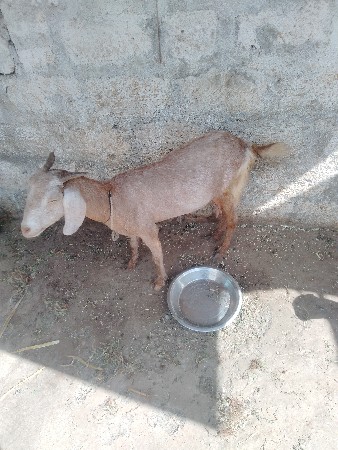 બકરી વેચવાની છે