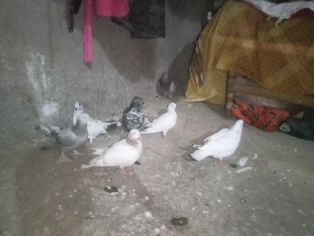 थंबनेल 2