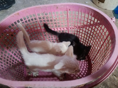 English Billy 1 female 2 mel