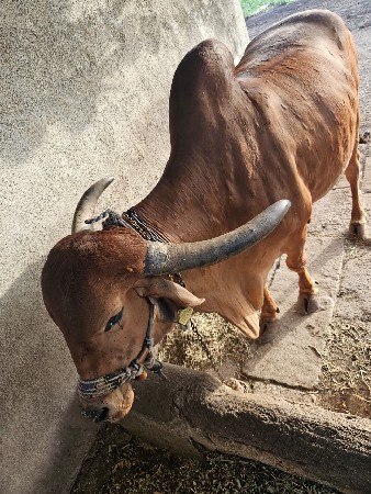 थंबनेल 2