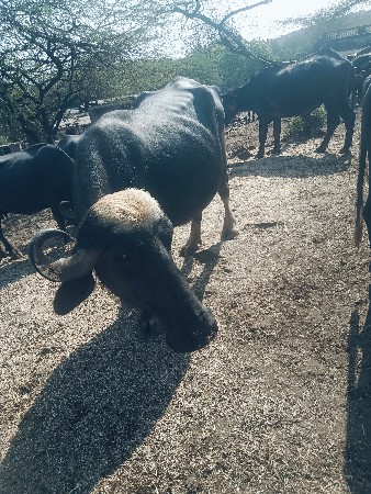 थंबनेल 3