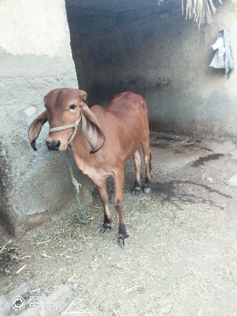 વાછડી વેચવાની છે