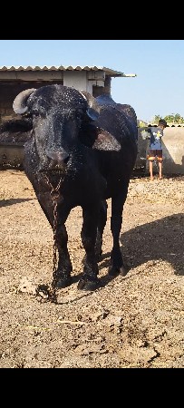 પેલા વેતર ની ખણેલી વેચવા ની