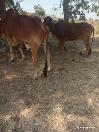 બળદ