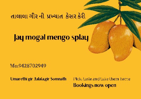 કેસર કેરી