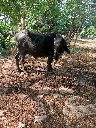 ભેસ  વેચવાની છે