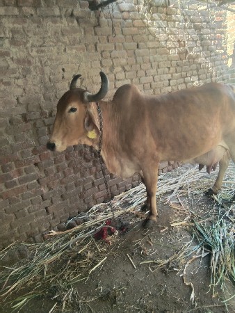 ગાય વેચવાની છે