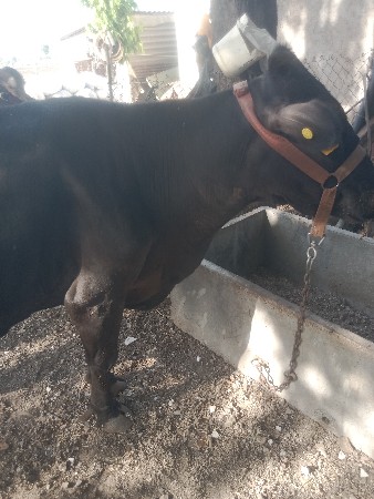 ગાય વેચવાની છે જર્સી