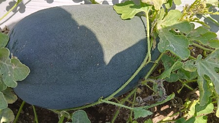 તરબૂચ દેવાના છે