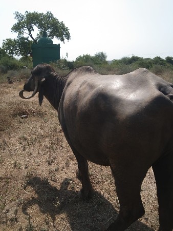 બે ભેસુ વેચવાની
