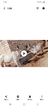 ગોઢલા વેચવાના છે