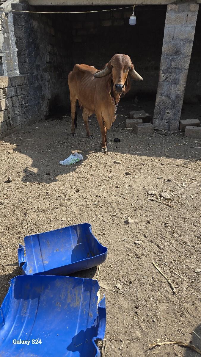 ગાય વેચવાની છે
