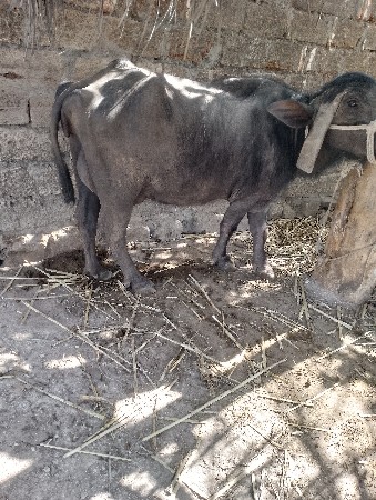 ભેંસ વેચવાની છે