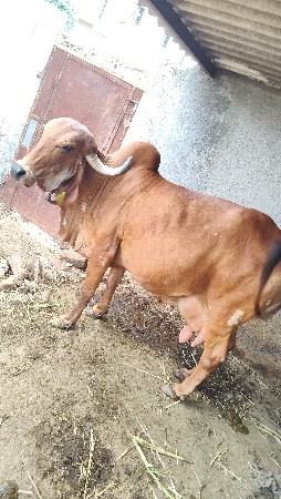 દેશી ગાય વેચવાની છે.