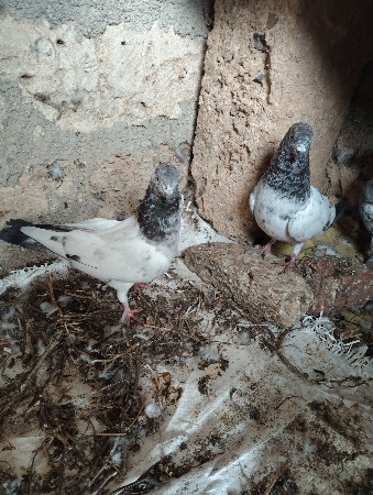 થંબનેલ 2