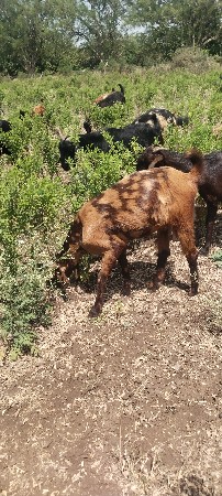 બકરી ના સાટા કરવાના સામે બકરીઓ લેવા