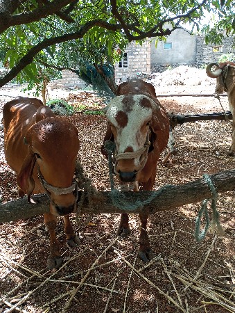 બળદ દેવાના છે