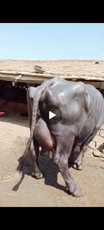 જાફરાબાદી ભેંસ