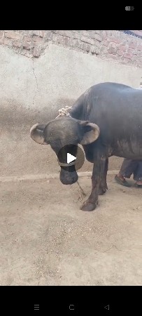 જાફરાબાદી ટોપલી ખડાય છે