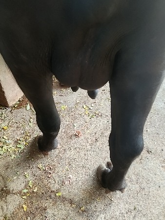 ભૂસ વેચવાની છૅ