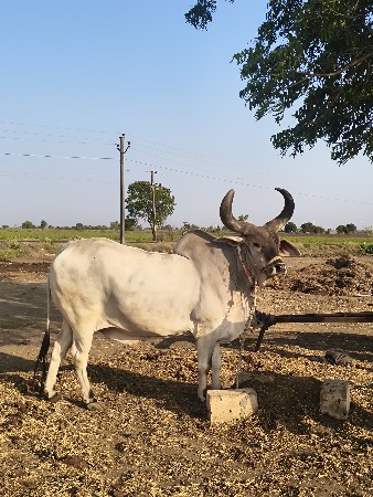 વેચવા ના છે