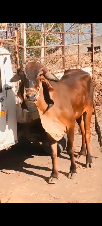 2.5 વર્ષ ની ઓડકી.