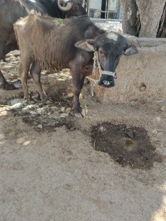 2 જાફરાબાદી પાડી વેસવાની છે