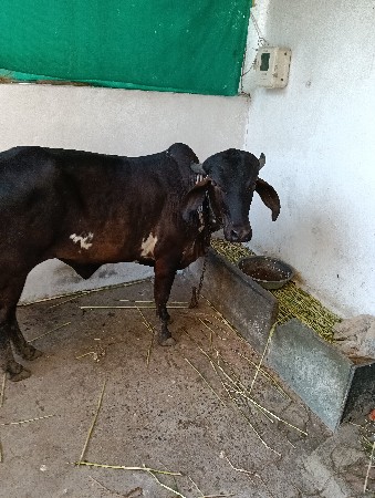 थंबनेल 2