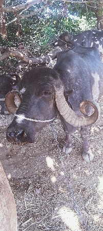 ભેંસ વેચવાની છે