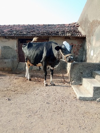 थंबनेल 3