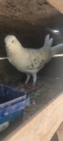 કબુતરા વેચવાના છે બસ આ સાથે