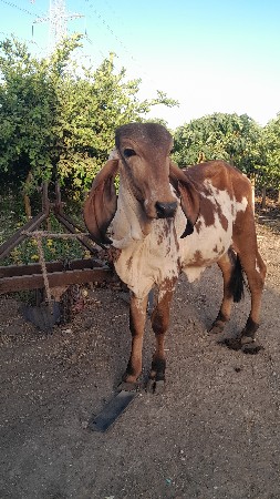 थंबनेल 2