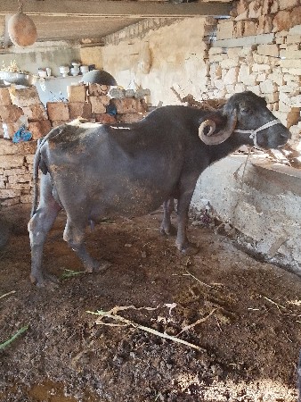 थंबनेल 2