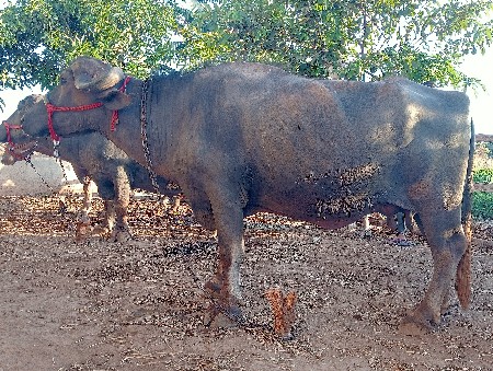 थंबनेल 3