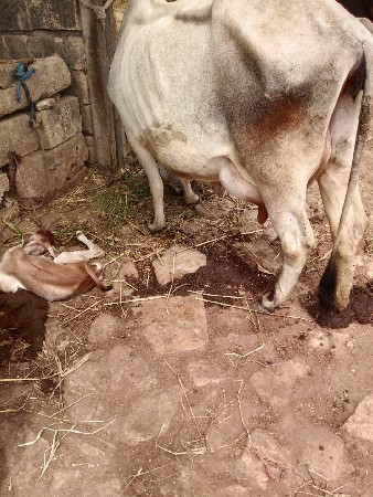 ગાય વેચવાની છે