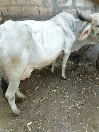 ક્રોસિંગ