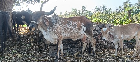 પેલુ વેતર હોડકી
