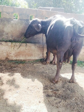 ભેંશ વેસવાની છે