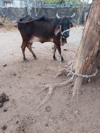 थंबनेल 2