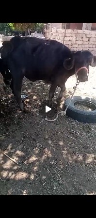 ખડેલી વેસવા ની છે