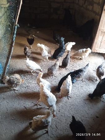 થંબનેલ 3