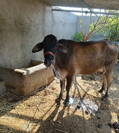 ગીર ક્રોસ જર્સી ગાય વેચવા ની છે