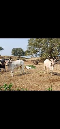 આ બળધ વેચવાના છે