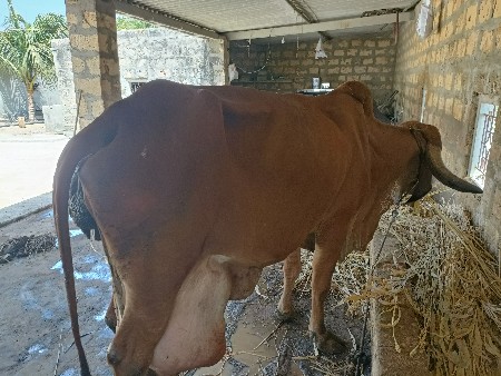 થંબનેલ 2