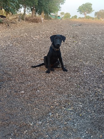 લેબરા પુત્રી વેચવાની છે