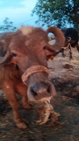 थंबनेल 3