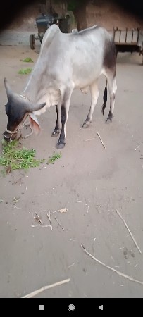 थंबनेल 3