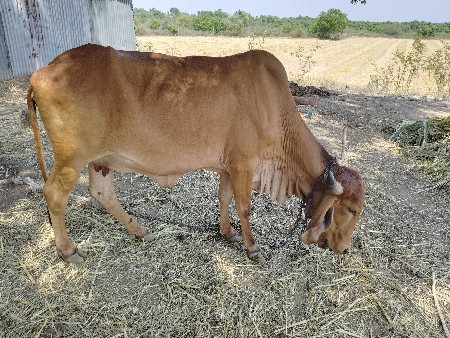 ગીર ગાય વેચવા ની સે