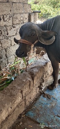 थंबनेल 2